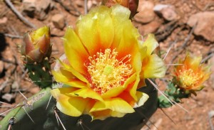 Cactus flower in Sedona